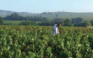 Beaujolais