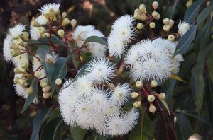 marri tress blossom