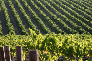 North Barossa Vintners