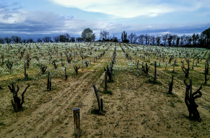 Châteauneuf sand 1