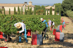 Capion wines