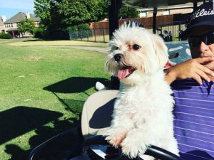 These Images Show Golf And Dogs Go Together Perfectly…