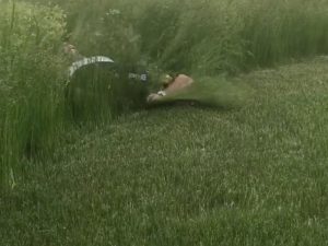 Lee Westwood Posts Hilarious Video Of Caddie In US Open Rough