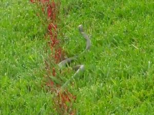 Pro Takes Drop Near Headless Snake