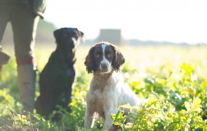 Spaniel or Labrador