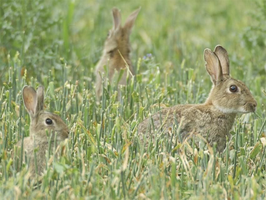 How do I set rabbit snares? Shooting UK