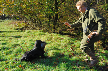 Why does my gundog struggle on retrieves? - Shooting UK