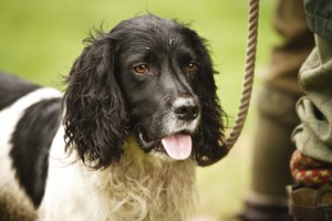 Insurance for gundogs like this one?