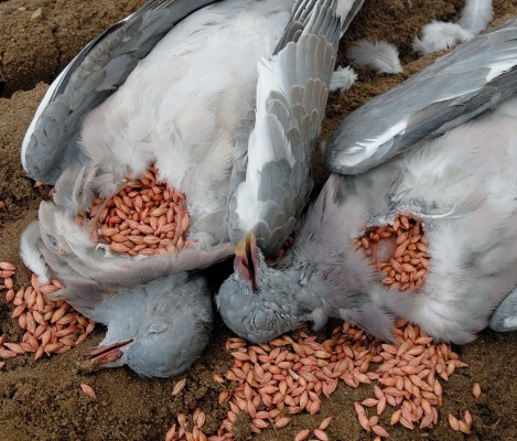 does dressing on the grain or pea seeds put pigeons off does dressing on the grain or pea seeds put pigeons off