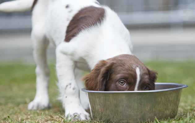 puppy frequently small amounts why food is best for gundog nutrition puppy frequently small amounts why food is best for gundog nutrition