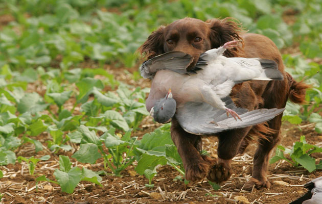 Can Dogs Get Duck Itch Can Dogs Get Duck Itch