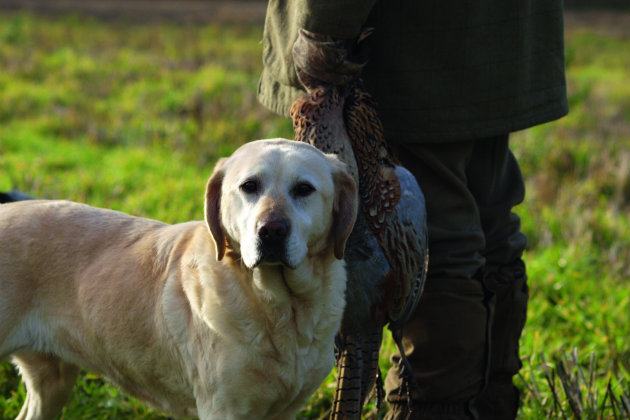 Can Young Dogs Get Dementia Can Young Dogs Get Dementia