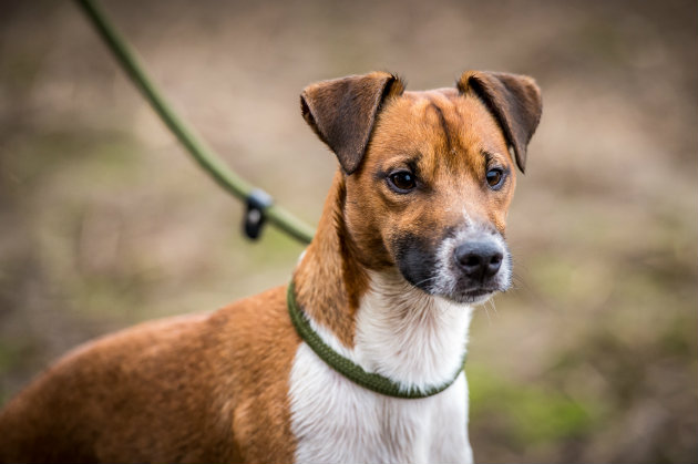 A useful day out with some Plummer terriers Shooting UK