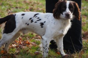 sprockers spaniel