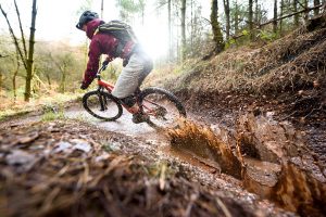 cannock chase