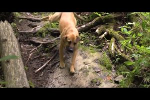 trail dogs