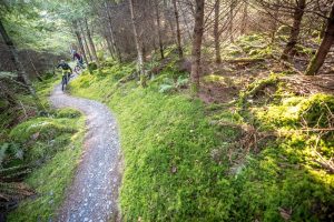 coed y brenin