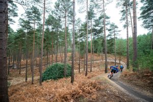 swinley forest