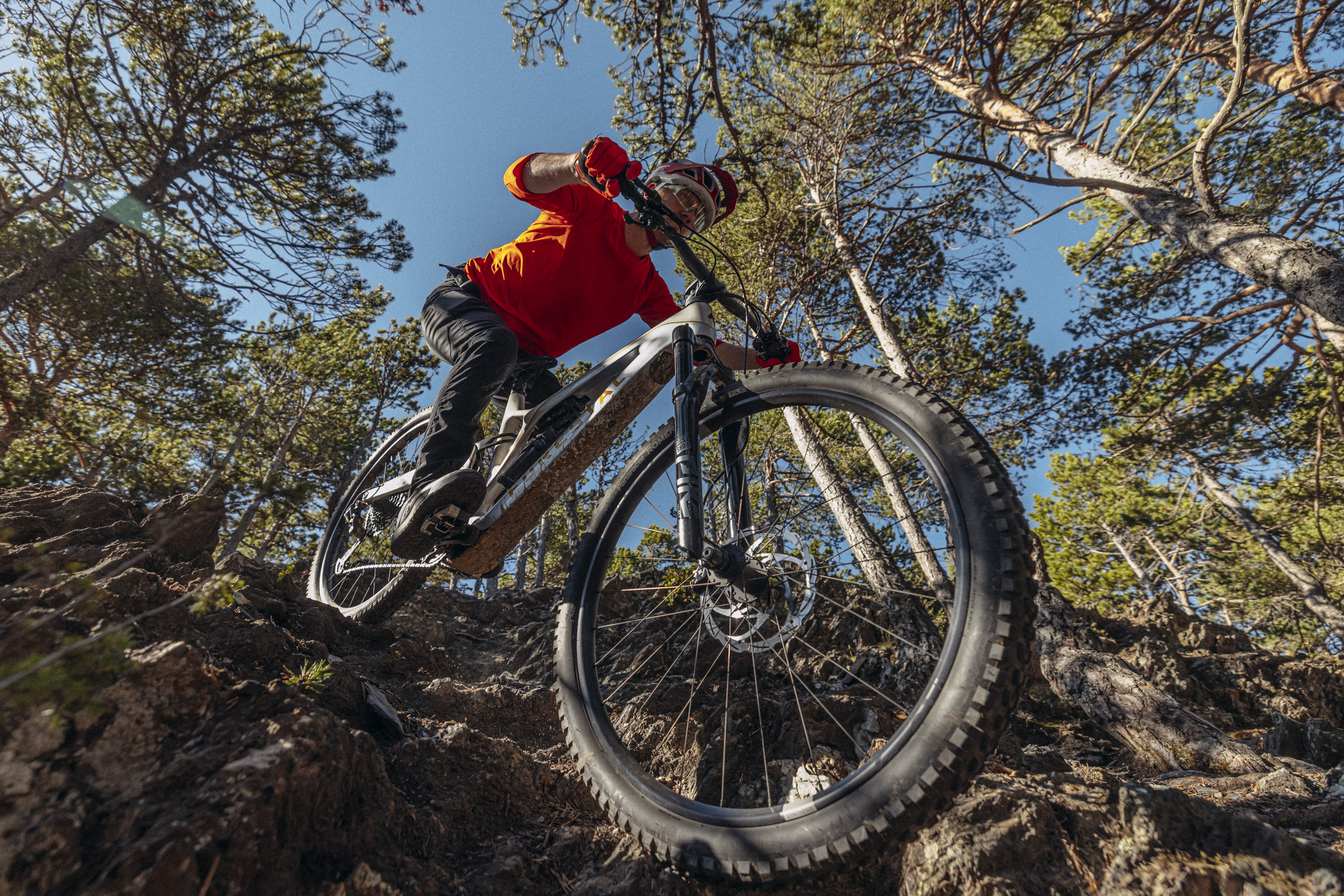 Forestal Cyon Halo
