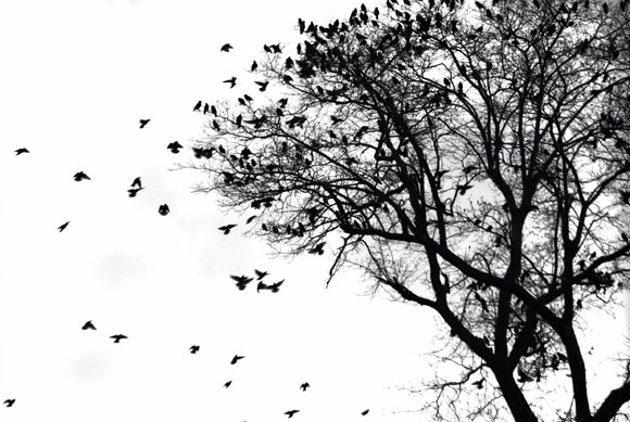 Bandwbirds