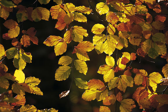 Leaves