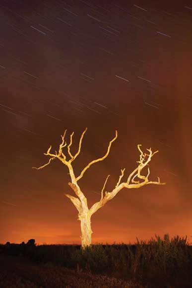 Star trails - lone tree Star trails - lone tree