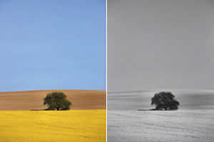 Split-Image-Black-and-White