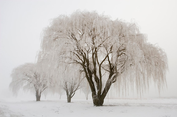 snowytree