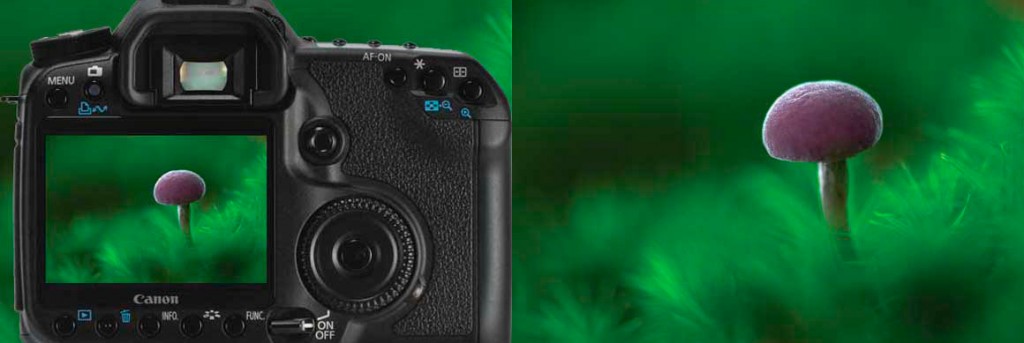 Amethyst-Deceiver-macro-image Amethyst Deceiver macro image