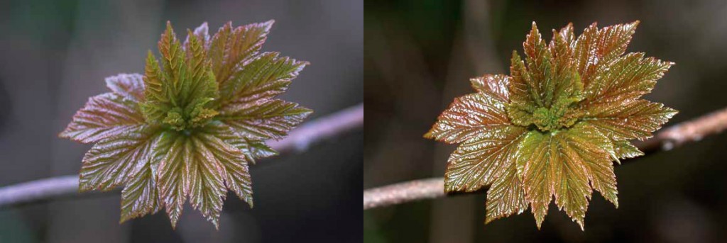 Sycamore-leaf-macro-image Sycamore leaf macro image