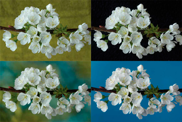 White-Cherry-Blossom-macro-images White Cherry Blossom macro images