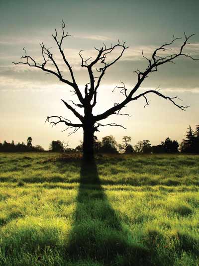 Kevin Day Shaddow Tree Kevin Day Shaddow Tree