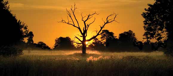 Kevin Day Sunlit Tree Landscape photographer Kevin Day Sunlit Tree