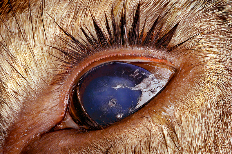 Photo Insight with Jim Brandenburg - Dead Deer's Eye 