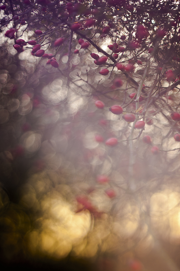 Freelensing