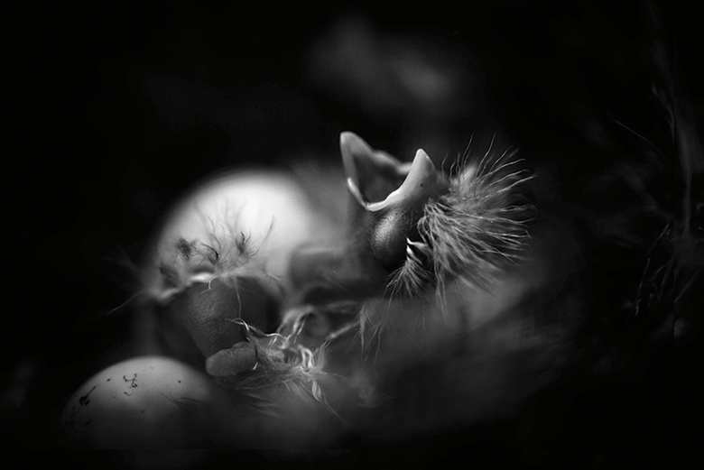 Hatching Chicks - Betina La Plante - 20 Sep 2014
