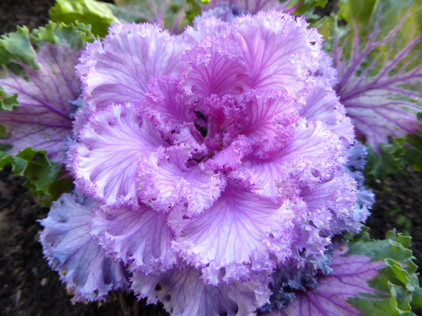 Panasonic DMC-Lumix TZ70 - Macro