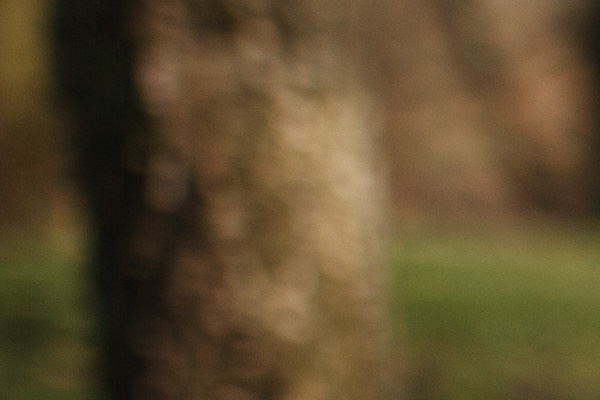 Sigma 24mm bokeh crop