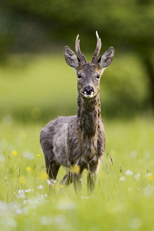 Deer - Richard Peters