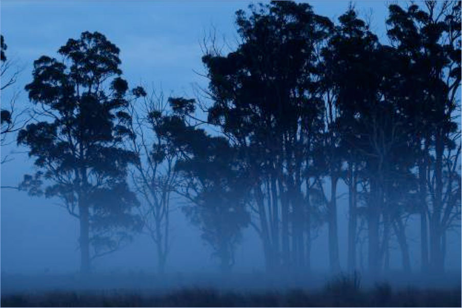 Version 4 improves low light AF (mist not included)