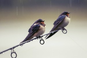 shooting-in-the-rain by Callum Mcinerney-riley