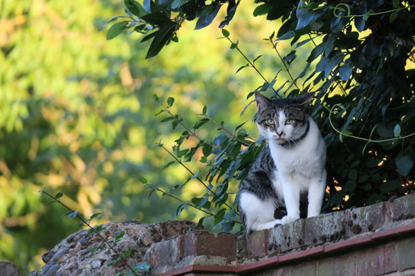 The G3 X takes lovely cat pics, which is one redeeming feature