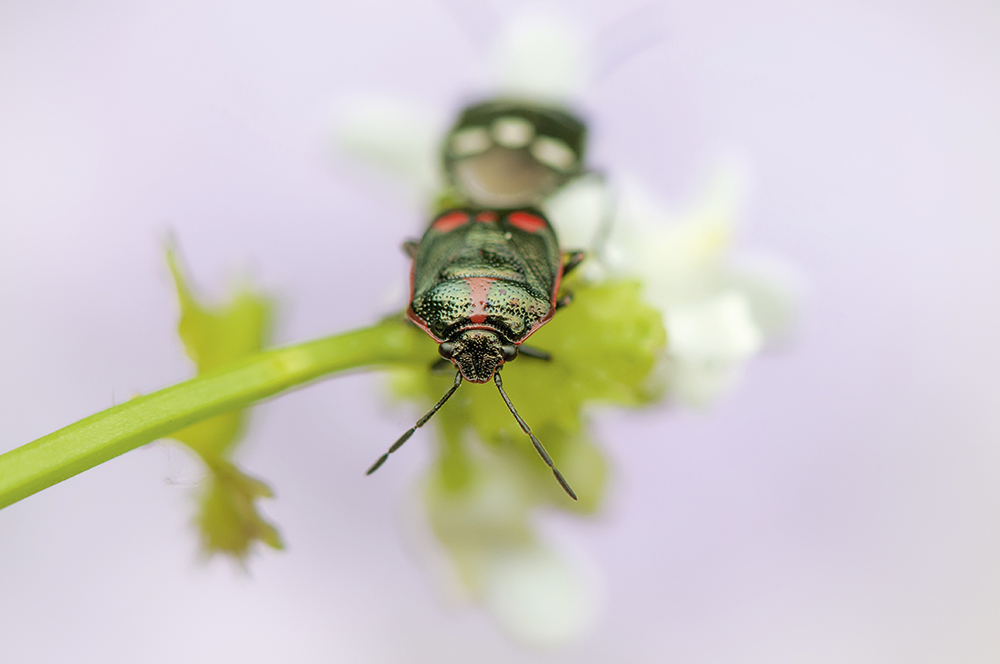 Shield bug by Jacky Parker