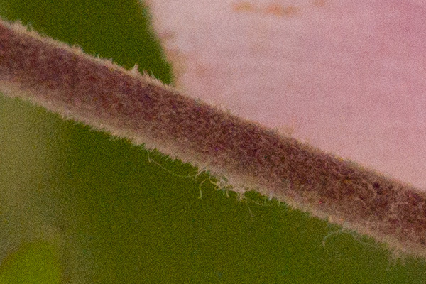 Leica S (Typ 007) + 120mm f/2.5 lens, ISO 3200 f/8, 100% crop