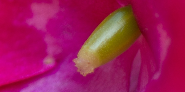 100% crop