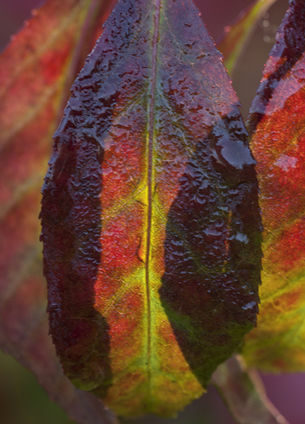 autumn abstracts