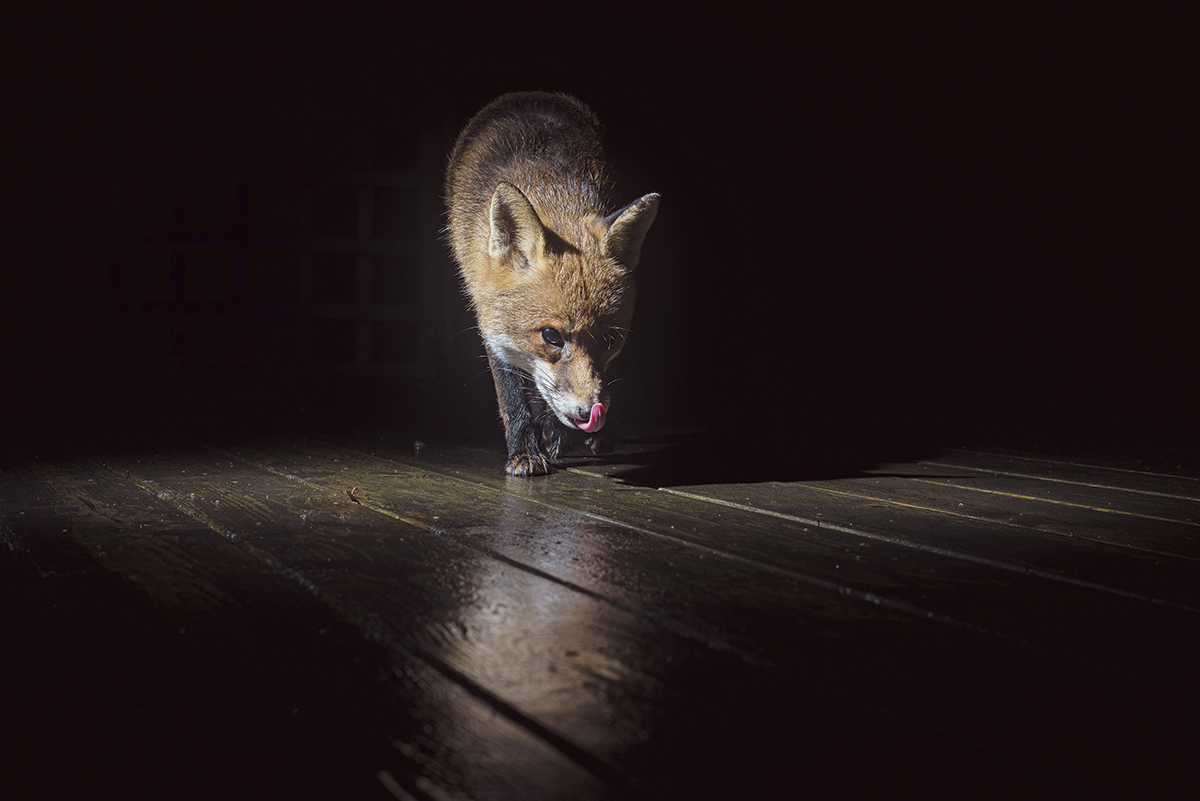 Some subtle lighting and the lick of the lips helped create an interesting portrait of an urban fox walking across the decking (Nikon D810, 50mm, 1/250sec at f/8, ISO 200, 2x flashguns)