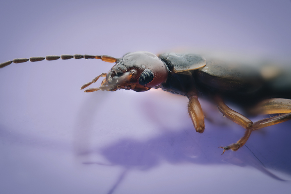 Mikael-Buck-macro-European-Earwig