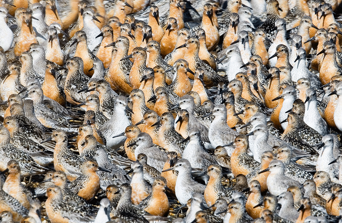 Knots in their coppery-red breeding plumage