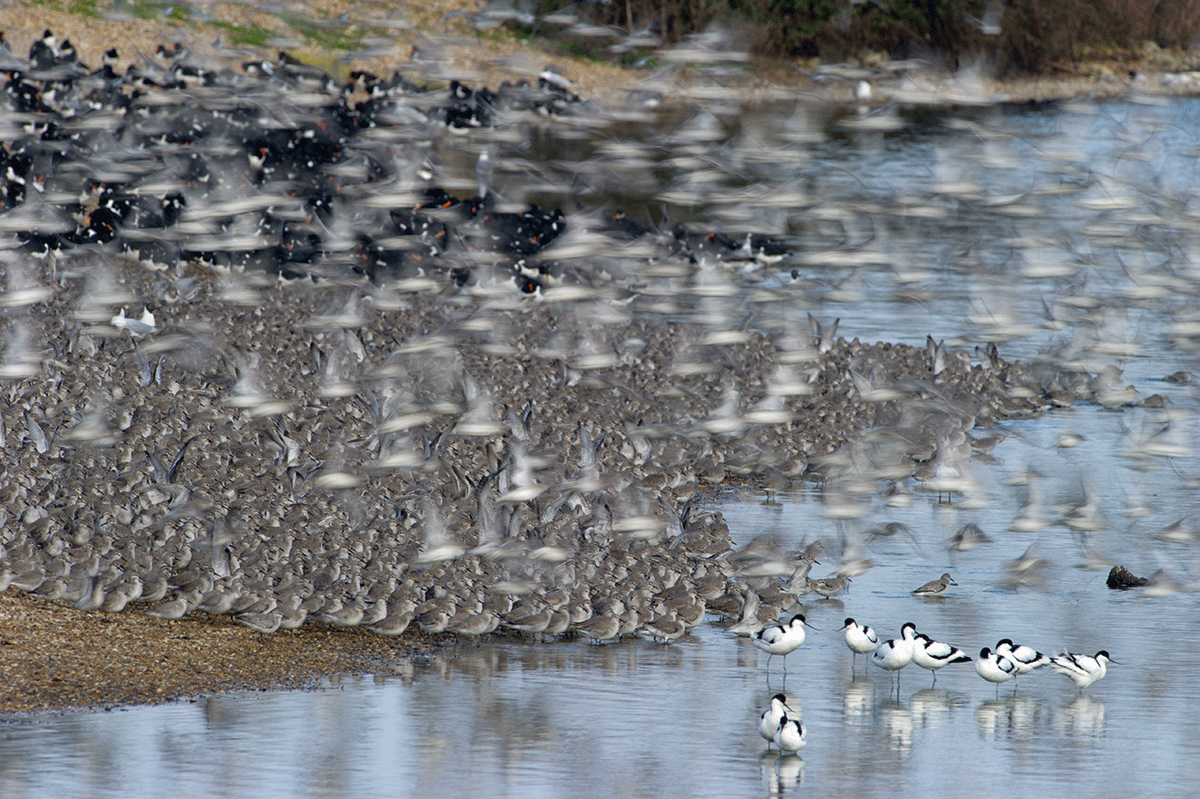Use a slow shutter speed to create a feeling of motion within the flock